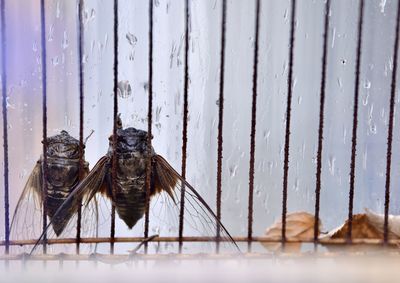 Close-up of birds perching on metal