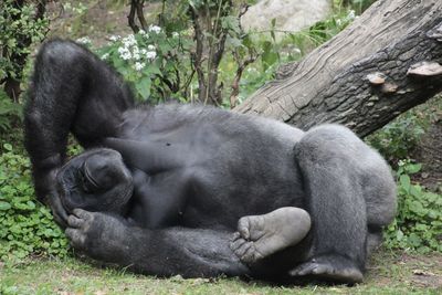 View of gorilla lying in zoo