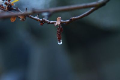 Close up of water drop