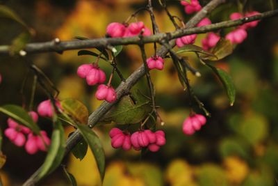 Close-up of pink flowering plant