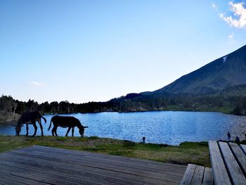 Horses on a lake