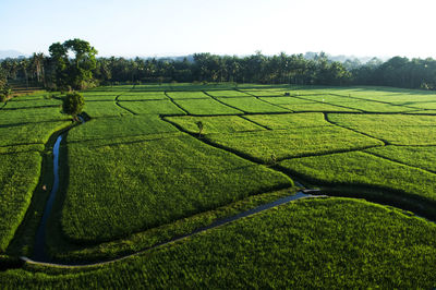 Scenic view of agricultural field 