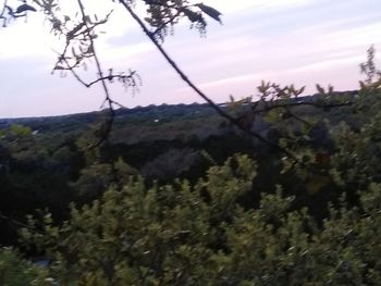 Close-up of tree on landscape against sky