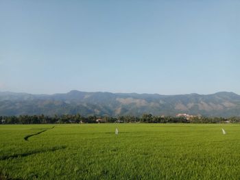 Scenic view of agricultural field against clear sky