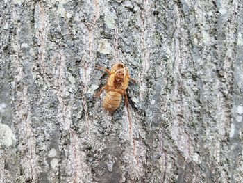 High angle view of insect on tree trunk