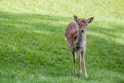 Portrait of an animal on grass