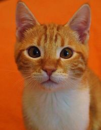 Close-up portrait of cat