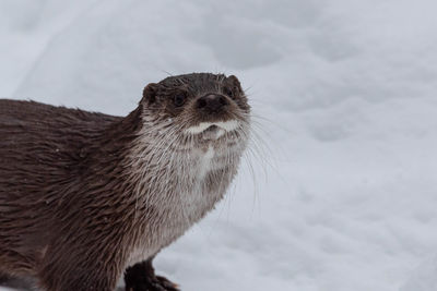 Otter in the snow