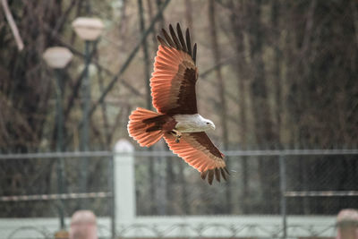 Close-up of bird flying outdoors