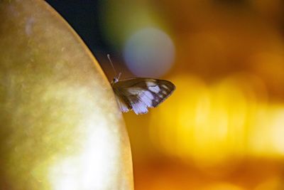 Close-up of butterfly pollinating flower