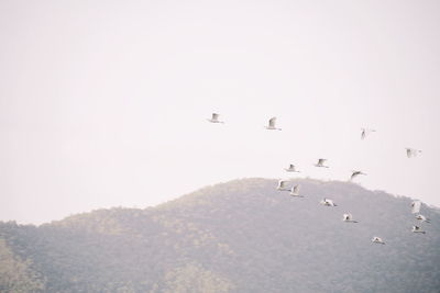 Birds flying over mountain against sky