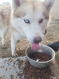 Close-up portrait of dog eating food