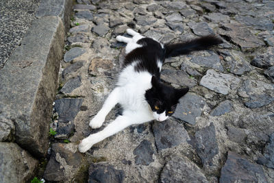 Docile and beautiful black and white cat, posing for the photo on the cobblestone streets.
