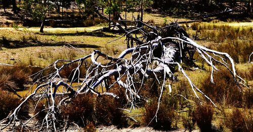 Close-up of horse on tree