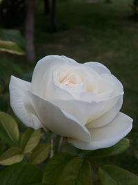 Close-up of white rose