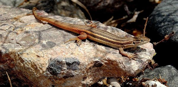 Close-up of lizard on rock