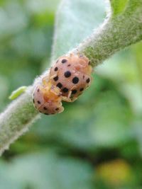 Close-up of ladybug on plant