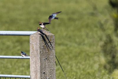 Swallow feeding in flight