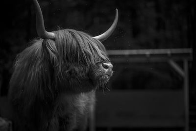 Close-up of a horse