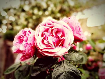 Close-up of pink rose