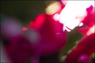 Close-up of red flowers