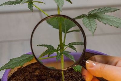 Close-up of hand holding potted plant