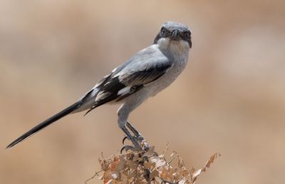 Close-up of bird perching on branch