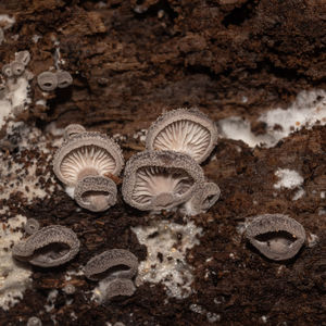 soil