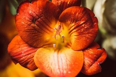 Close-up of orange flower