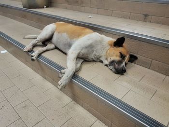High angle view of dog sleeping on tiled floor