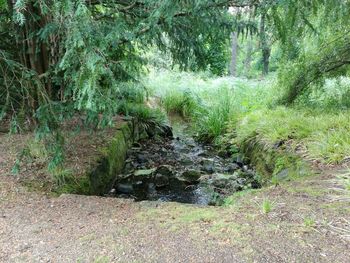 Stream in forest