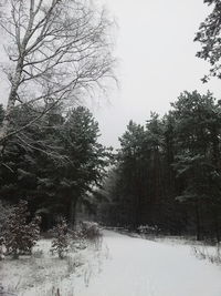 Bare trees on landscape