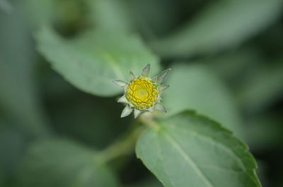Close-up of butterfly pollinating on flower