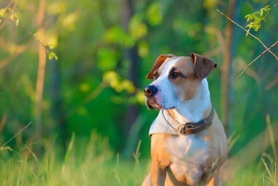 Dog looking away on field