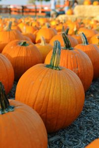 Close-up of pumpkins for sale at market