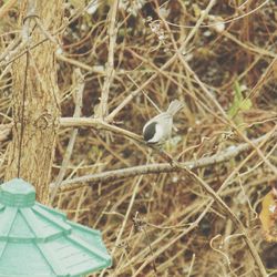 Bird perching on wall