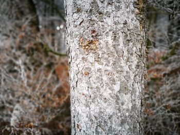 Close-up of lichen on tree trunk in forest