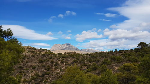 Plants growing on land against sky