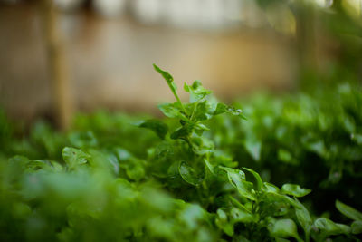 Close-up of green plant