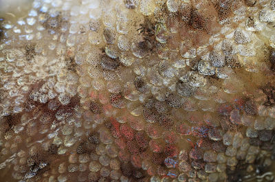 Close-up of jellyfish in sea