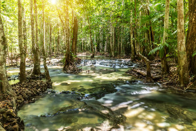 Stream flowing in forest