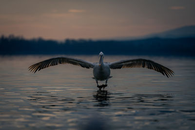 High angle view of birds in lake