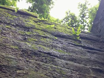 Low angle view of tree trunk