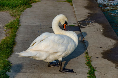 High angle view of swan on lake