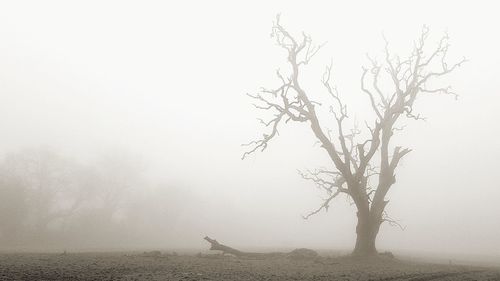 Bare tree on landscape against sky