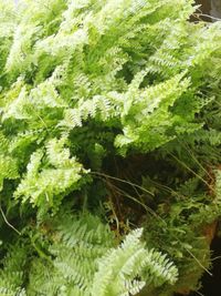 Close-up of plants