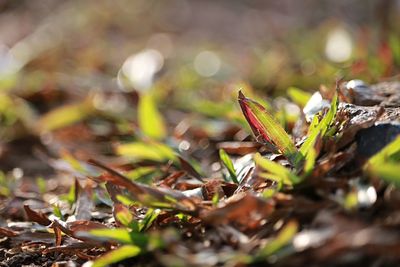 Close-up of dry leaves on field