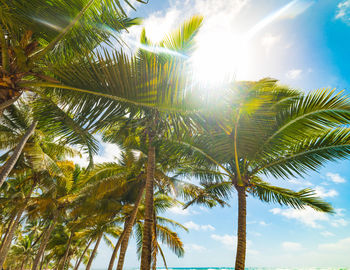 Low angle view of palm trees against sky