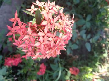 Close-up of red flowering plant