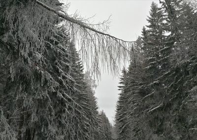Low angle view of pine trees in forest during winter